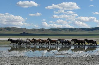 mongolia cavallo 6.jpg